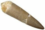 Fossil Plesiosaur (Zarafasaura) Tooth - Morocco #298301-1